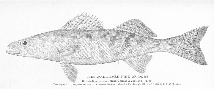 The fisheries and fishery industries of the United States throug